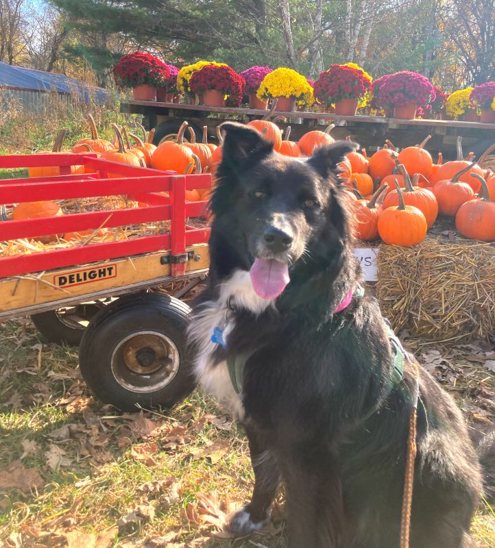 Enjoying a Day at the Pumpkijn Patch