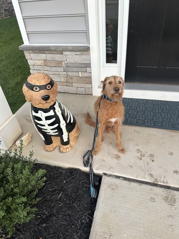 Pongo with Halloween Pongo on Front Porch