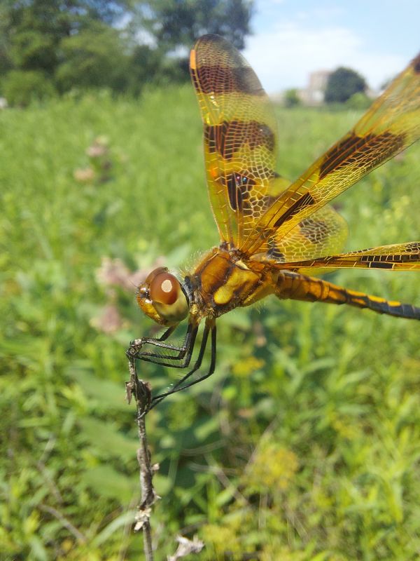 Dragonfly Photographed By Ralph