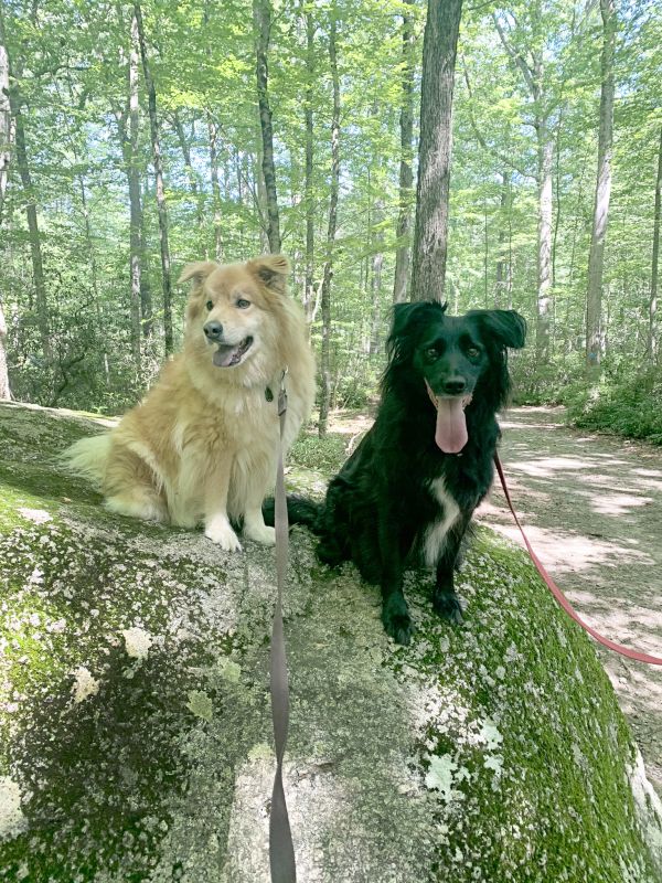 Our Pups - Hall & Wyatt