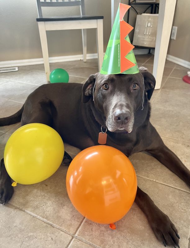Our Dog, Bella, Is a Party Animal at the Kids' Birthday Parties!