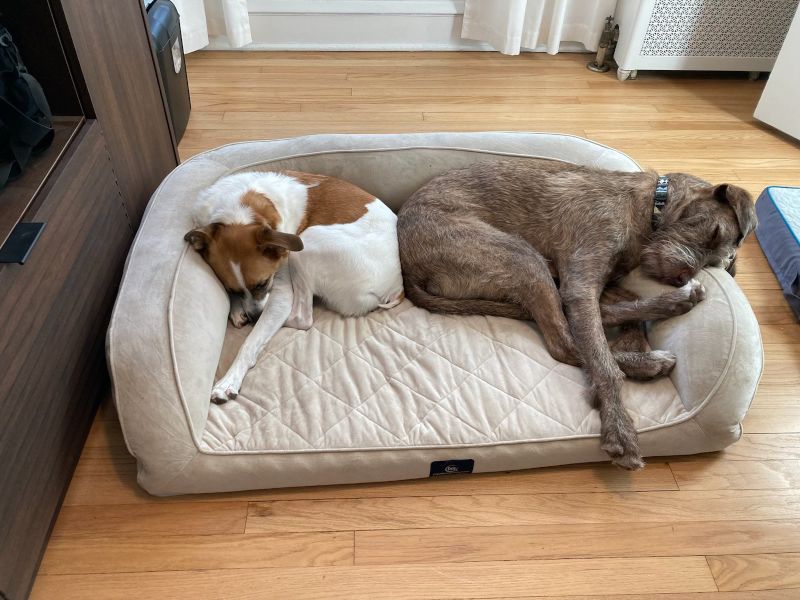 Clive and Finn Napping