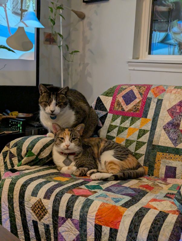 Our Cats Suri and Cali