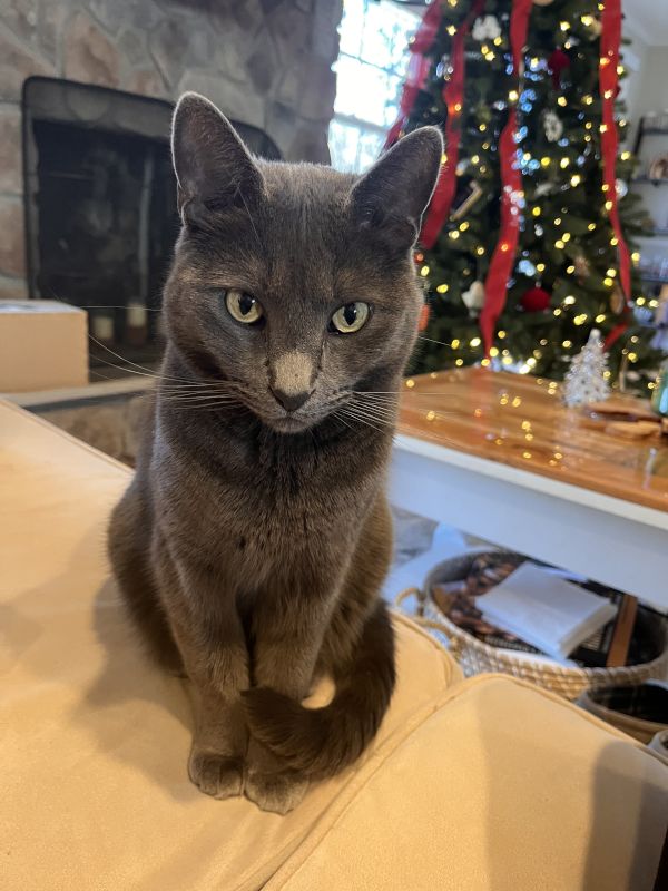 Our Cat, London