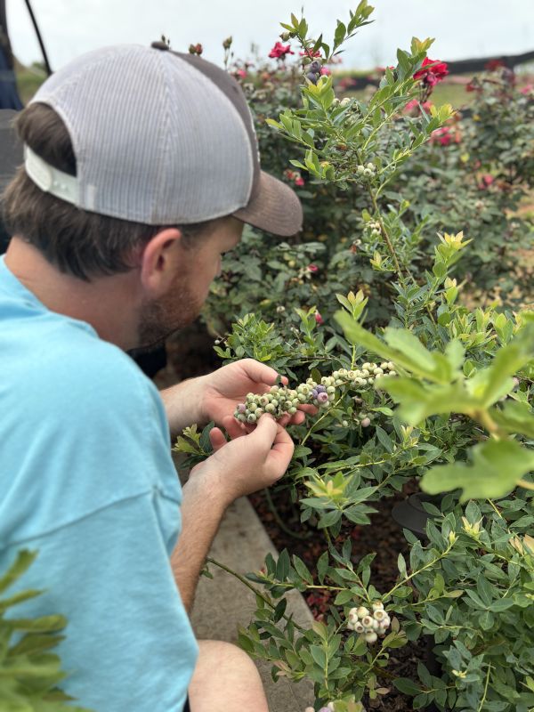 Morgan Picking Blueberries