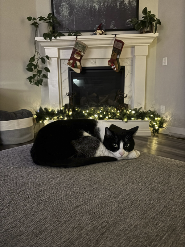 Diesel Enjoying a Cozy Spot by the Fireplace